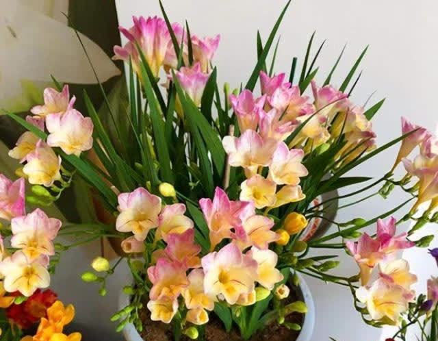 香雪兰|闺蜜到我家,发现一种花,爱上了它,15元买一盆,那叫一个“香”