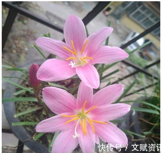 中药渣|以下“2种”药,对于养兰花的人来说,是不可多得的好“肥”