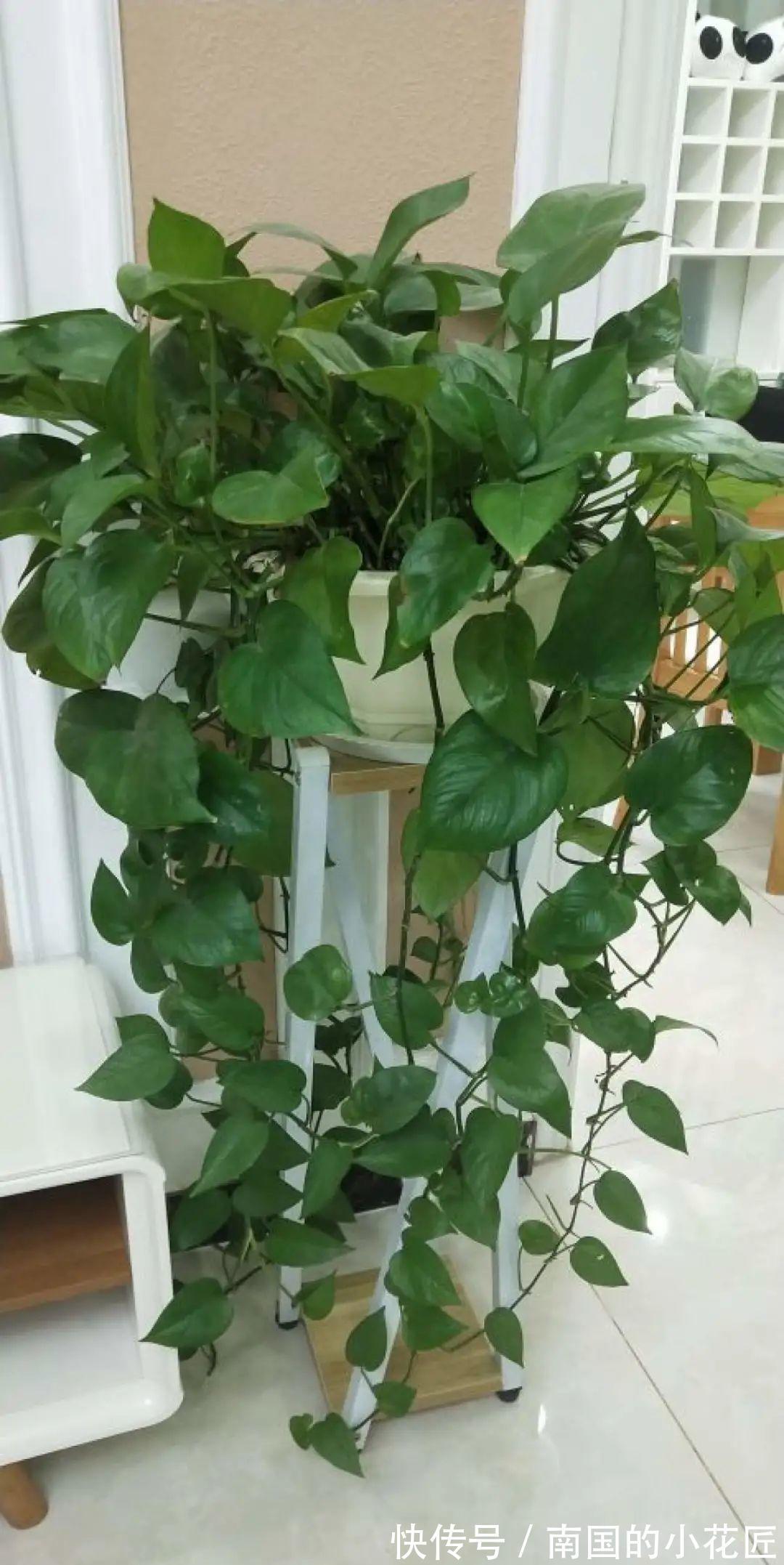 叶片|夏天怕晒的花，赶紧搬到阴凉地儿，再晒成枯杆了