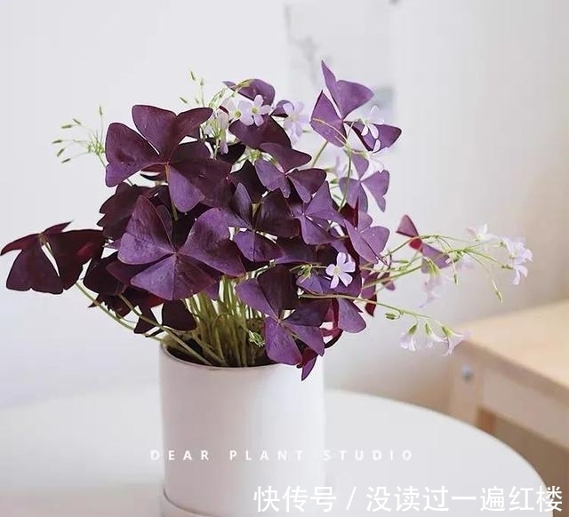 冬天|冬天养紫叶酢浆草,做好这5点,花繁叶茂长势旺、盆盆都能美爆盆