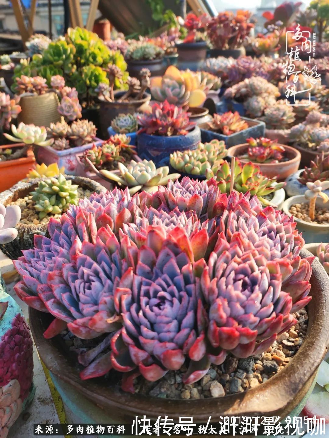 长势|为提升免疫力而养多肉植物,养肉后,体弱的我身体越来越好!