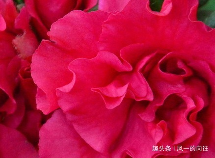 懂花人见了都避开的三种花，号称植物界的毒花，千万不要再养了