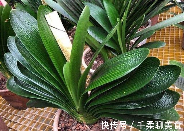 君子兰|君子兰的叶子长歪了,现在矫正还来得及