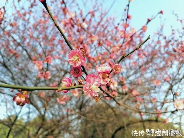 莫负春光赏花时，我在京山这里，等你来