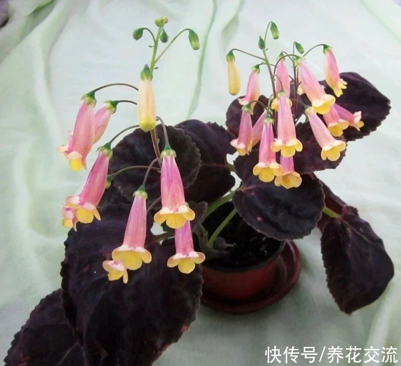  植物|耐阴室内开花植物“大家族”，低光照可开花，植株小巧，适合新手