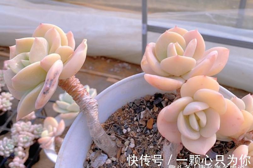 多肉雪凤茎秆粗壮,叶片又白又通透,你有没有看出它的来历?