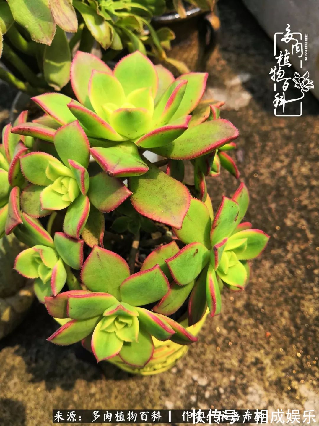 何以解忧，唯有多肉！目光所及，皆是喜欢！