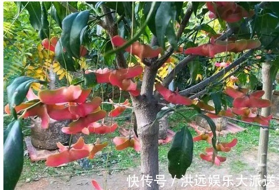 金元宝|传说中的“摇钱树”原来长这样，花型好奇特，我都想养1棵在家里