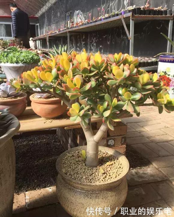 不易“养死”的13种花,独特有格调,好养又漂亮,新手养花首选