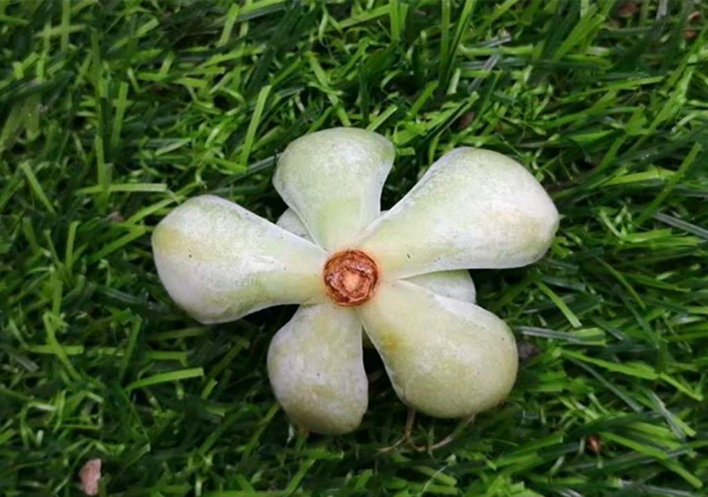 成活率|又到了可以扦插多肉的季节,注意好这些问题,扦插成活率会很高