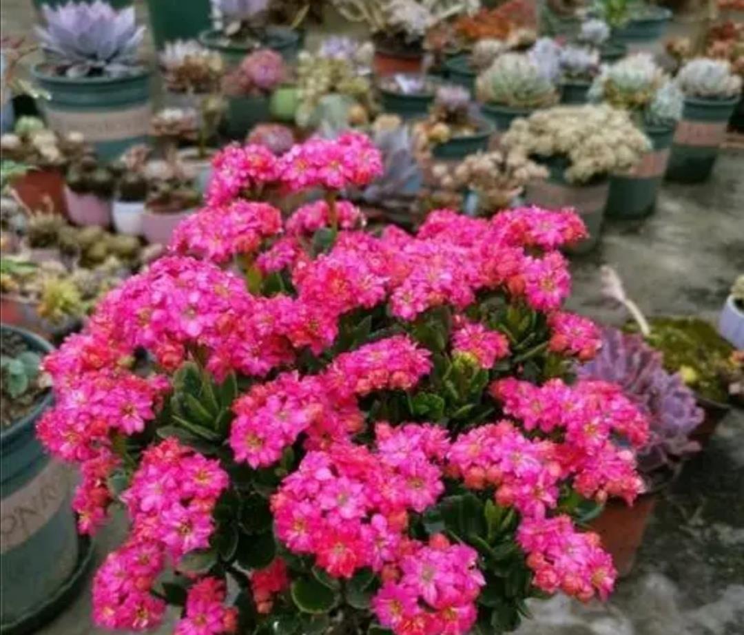 种花|天热了,3种花要“穷养”,少水少肥多通风