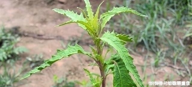 奇痒|得了“脚气”奇痒无比别慌,农村一常见野草,用它煮水帮您搞定