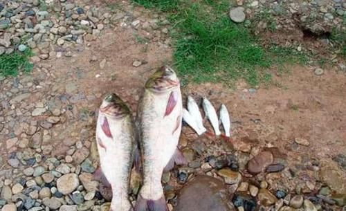 鳙鱼|手竿如何垂钓大头鱼,重点就是饵要轻雾化好,我从四个方面说明