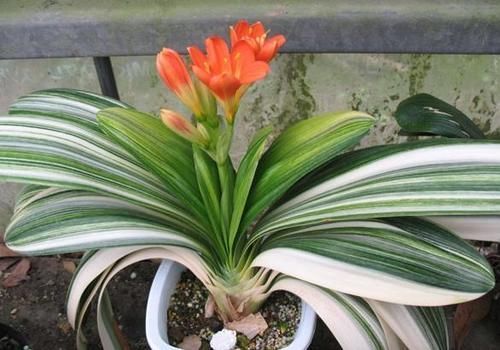 环境温度|君子兰养了7年,长得好却不开花?快催花,1个月就爆出大花头