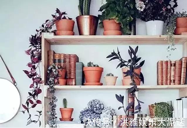 吊竹梅|3种吊兰别这么养,不然疯长爆芽,控制不住!