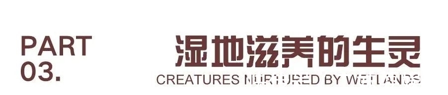 环境科学#好书·推荐 | 上海有哪些湿地?快跟着绘本涨知识