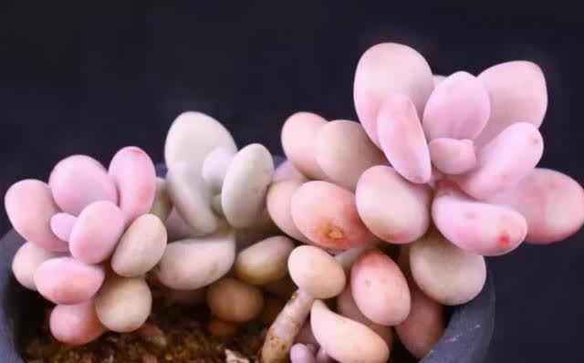 春季养多肉,撸叶片有3个“好处”,建议新手别闲着