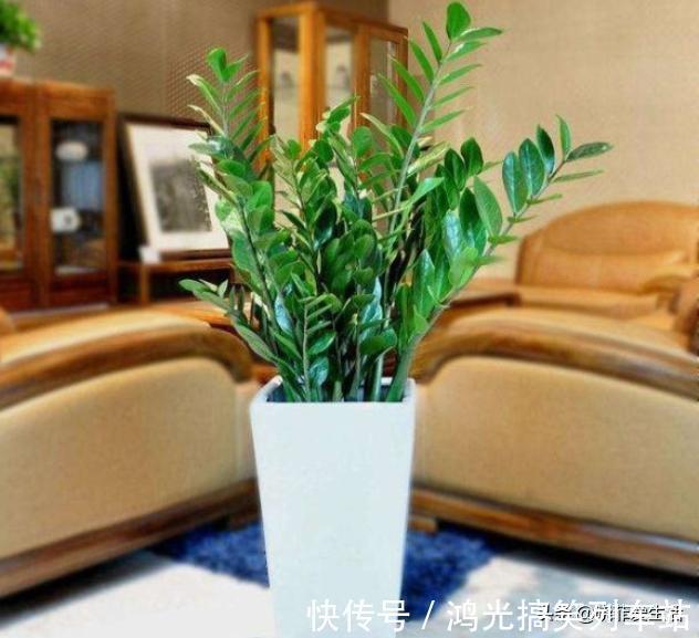 适合客厅养的6种“镇宅花”，美观大气又好养，越养越旺家
