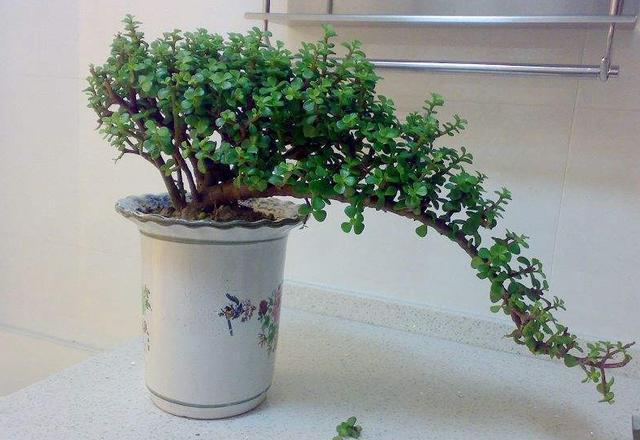 想养盆景就选“它”，一根“小枝条”，变成大“盆景”，只需一年