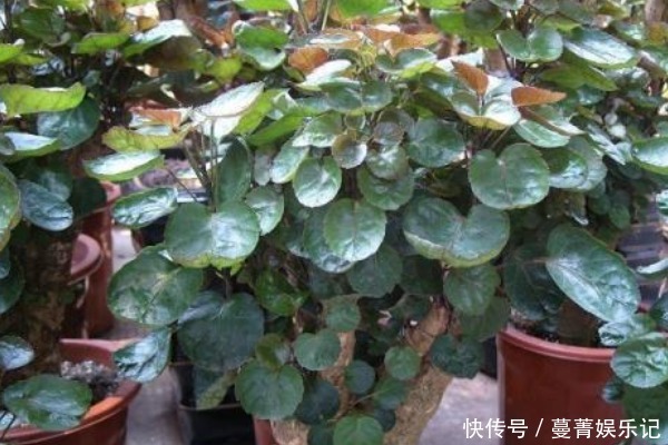 土壤|中国人讲究喜，5种“吉祥花”富贵喜庆，寓意牛年好运滚滚来