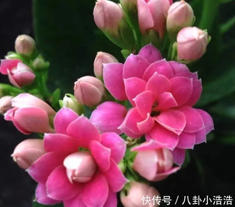 花期|45种长寿花,个个都是高颜值,家里养几盆,美得移不开眼