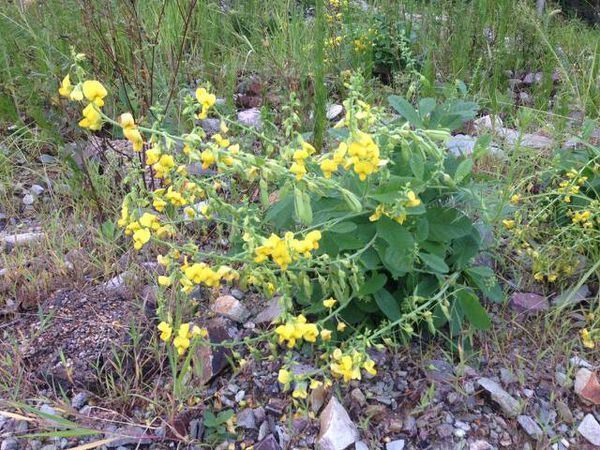 基底细胞癌|提个醒路边见到此“豌豆”,请勿摘回家,毒性非常大,了解下