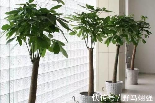 养护|室内养什么植物“风水”好?此6种盆栽,人养花,花亦养人