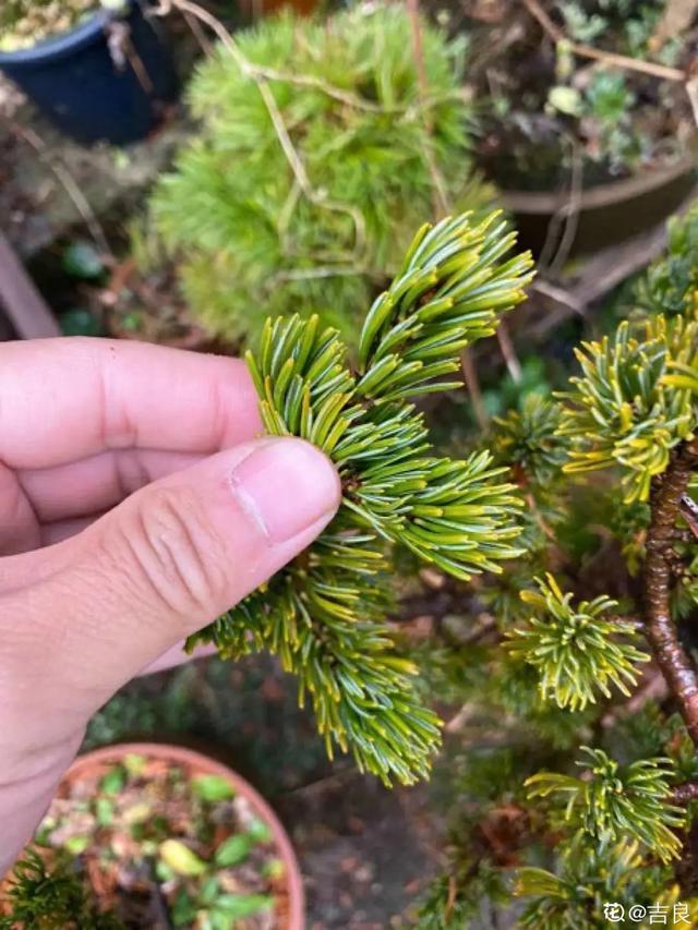 盆景家里养盆松，代代出富翁，镇宅守家福气旺