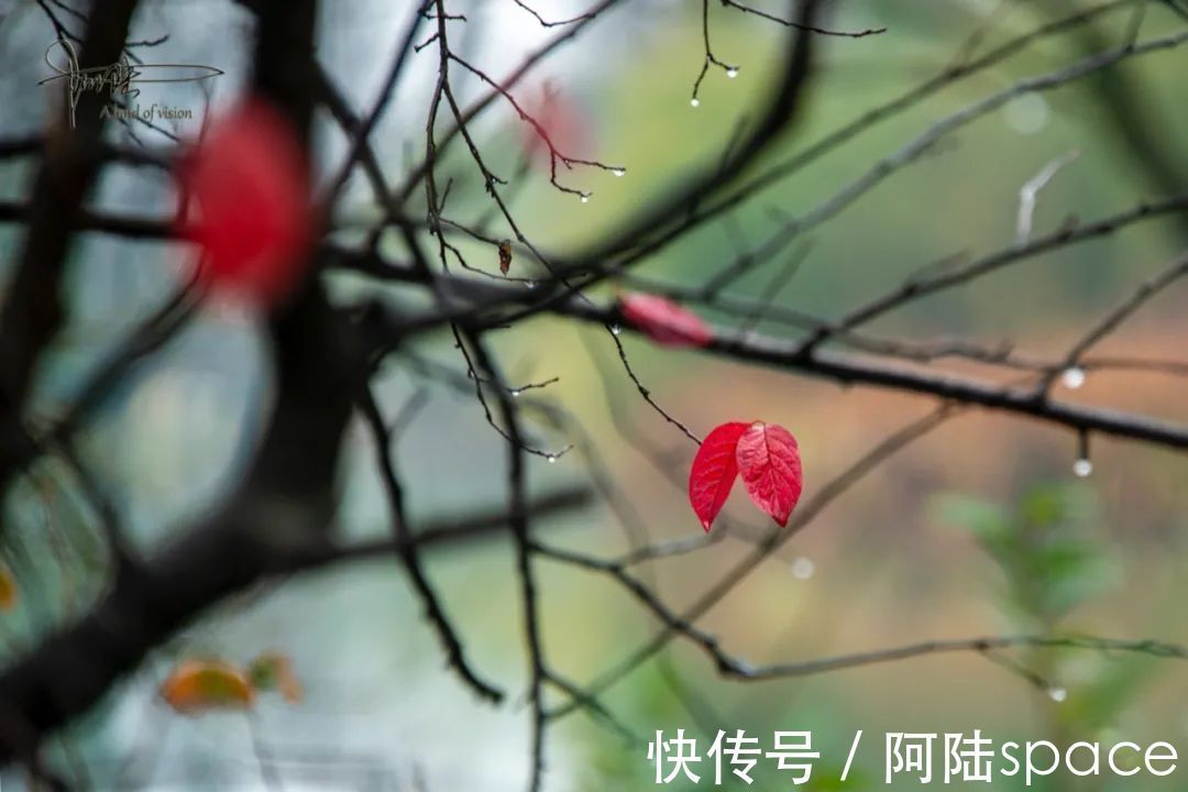 红叶|雨中西溪，长春桥两头的红叶格外喜人，似乎也在过年