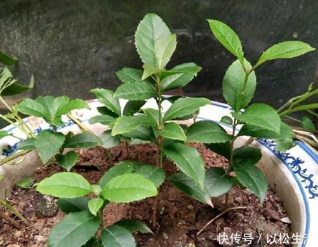 6月,最适合扦插的花,一插就活,大白根冒疯了