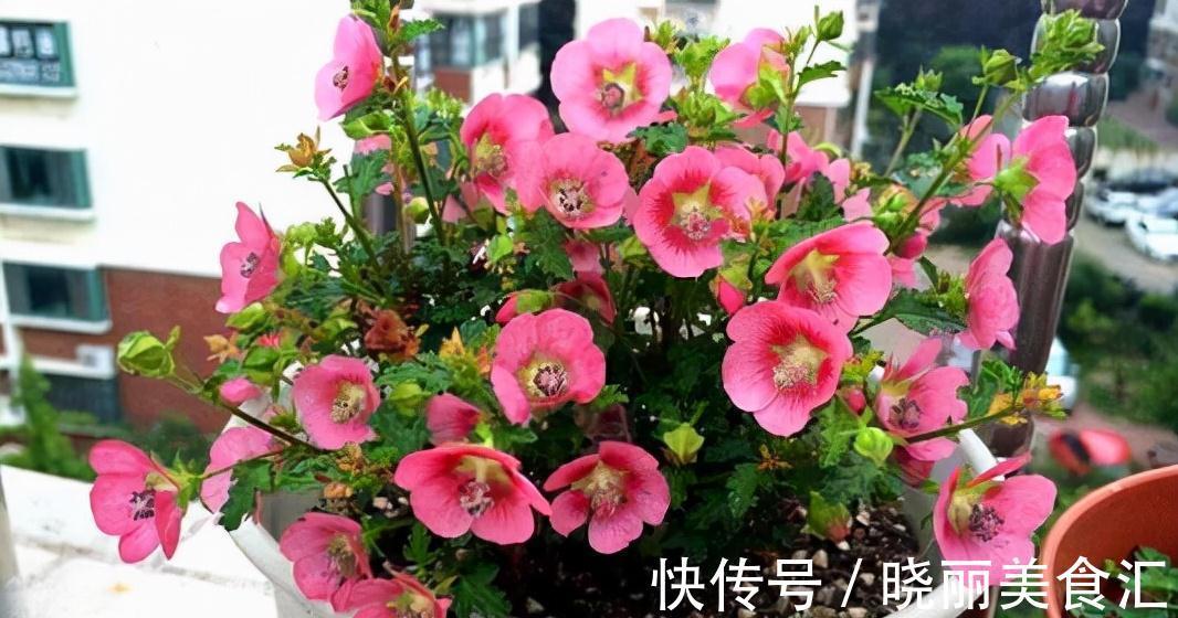 10种花“冷天”长得慢，“穷养”多晒更健壮，不然易烂根，难过冬