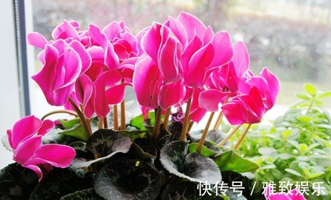 仙客来花期过后,这样操作“1番”,下次开花更多,轻易“爆盆”