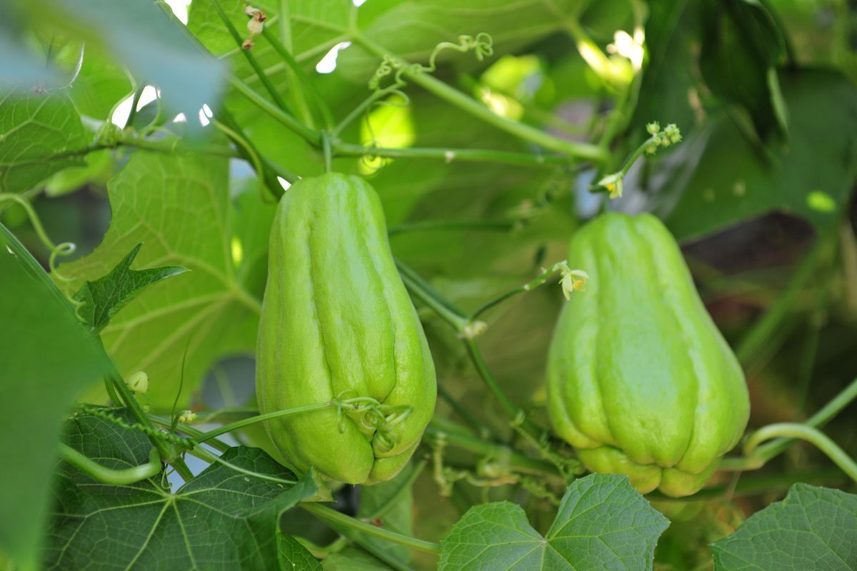 美容养颜|脾胃是身体之本，常吃3种食物，健脾养胃，滋阴降火