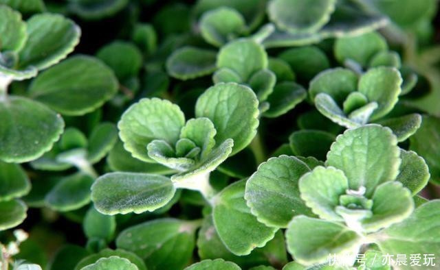 香喷喷|家里养盆“造香花”,香喷喷,省下买空气净化剂的钱