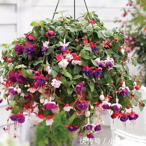 停歇|她家3平方的小阳台,几十盆花不停歇的开,邻居见了都羡慕