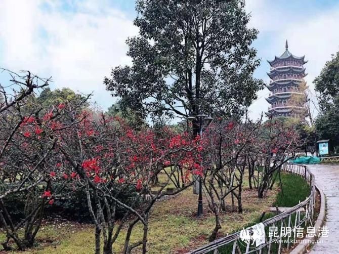 春节到昙华寺木瓜花树下迎接火红牛年