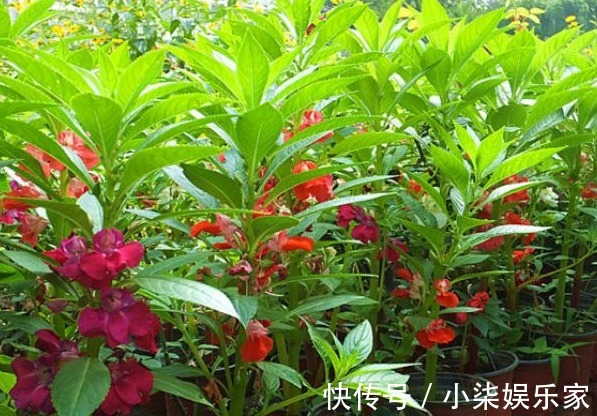 活血通经|农村无人问津的野花,泡酒喝能祛风除湿,活血通经,早看早知道