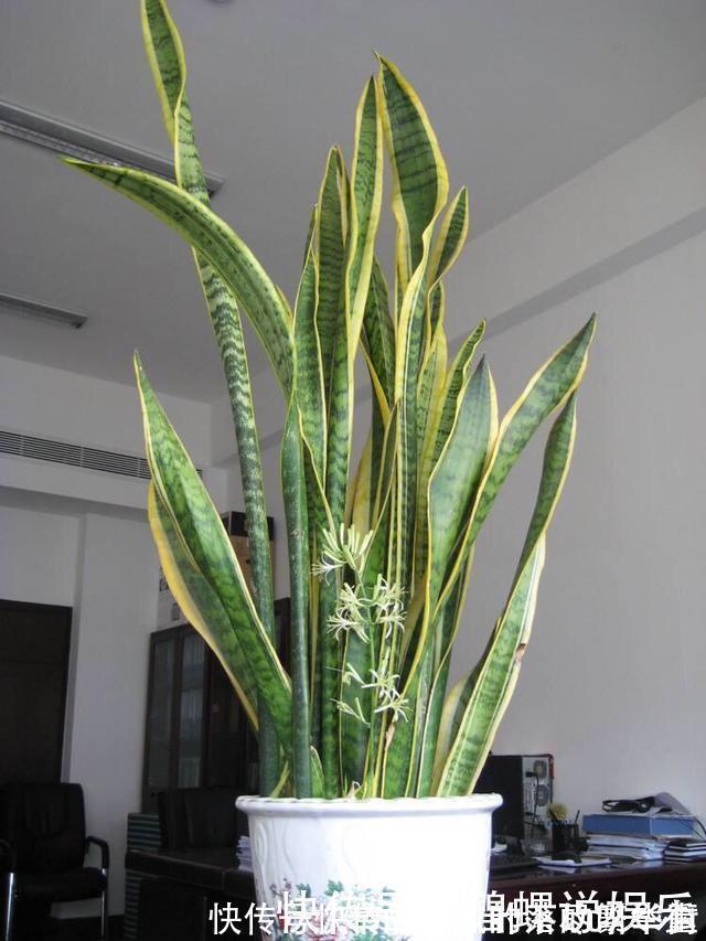豆饼肥|虎皮兰施什么肥2种东西丢盆里,一年不用施肥,叶厚油绿新芽多