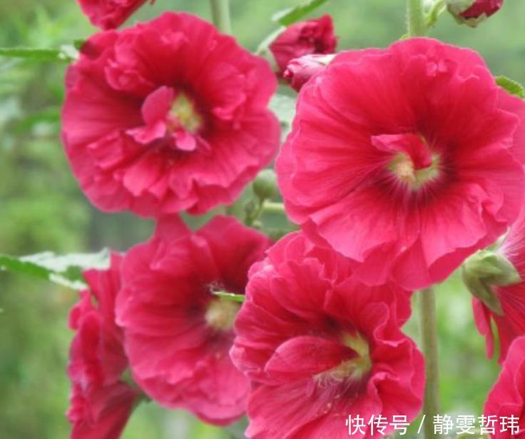 4种花,容易打理易开花,“花香”飘满屋,花美心情好!