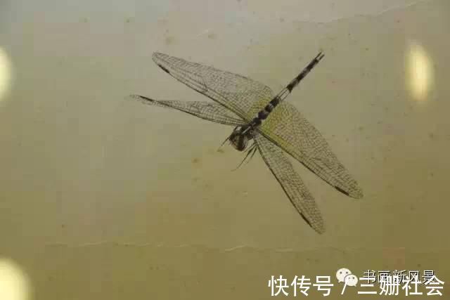 于非闇@齐白石 经典巨创《百虫图卷》，屏息凝神，慢慢欣赏