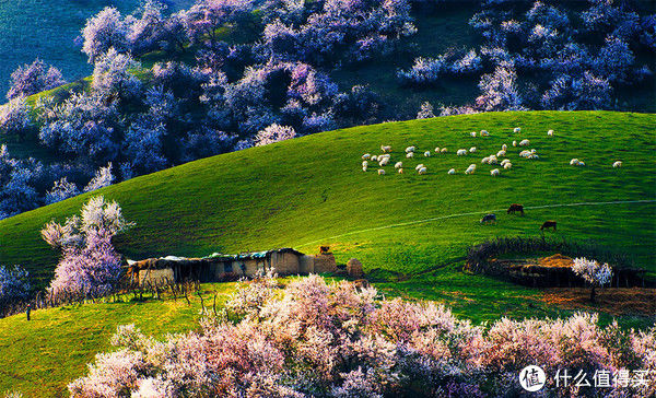 中年|全国赏花地图,花期一篇看完!再过10天,全世界都要羡慕死中国了!