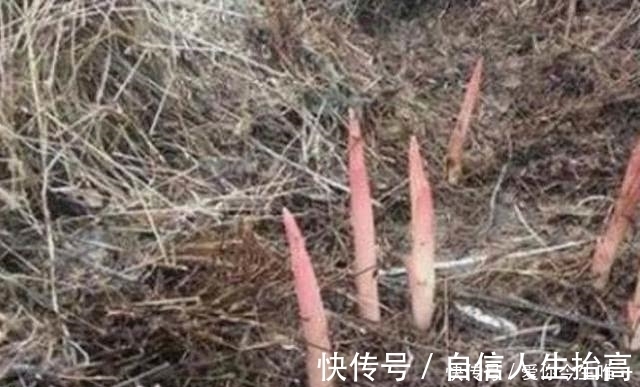 芳香脂|农村草堆里长出一种植物,吃起来非常可口,你知晓不?