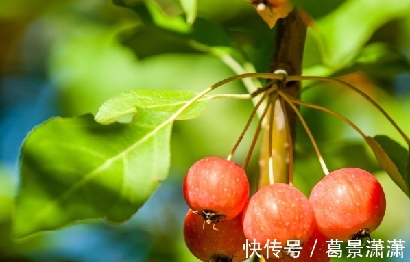 百合花|养这7种花,预算够就买好的,预算不够干脆别买