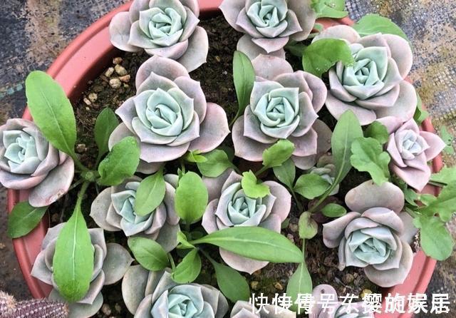 可爱玫瑰|养多肉也得会模仿,看看这颗可爱玫瑰的悬崖桩,我也想养成这样