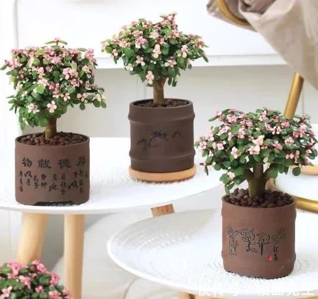 修剪|春天养金枝玉叶，做好这几件事，叶子绿油油的，越养越值钱