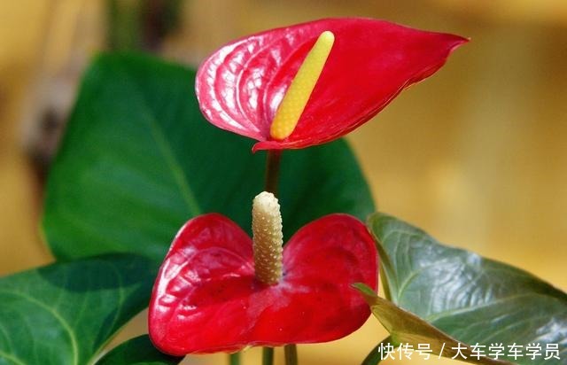 客厅要养“四种花”,没有直射光也能呼呼开,大气又美观!