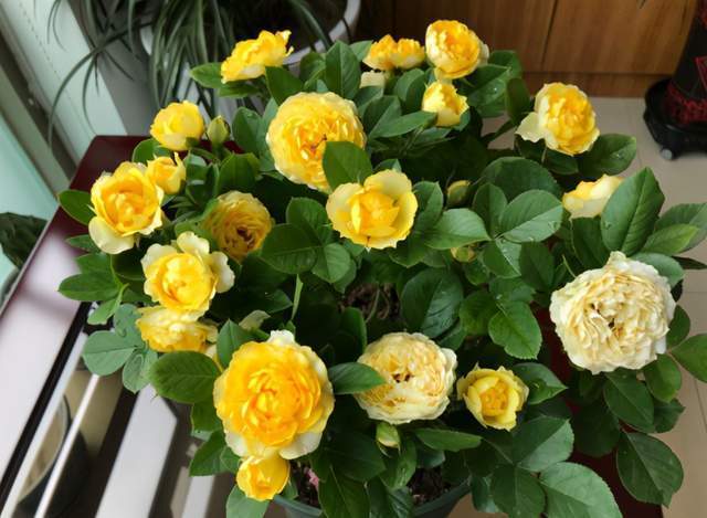 花商|在市场买花,要记住“四不买”,养花再也不踩坑,养好也是挺简单