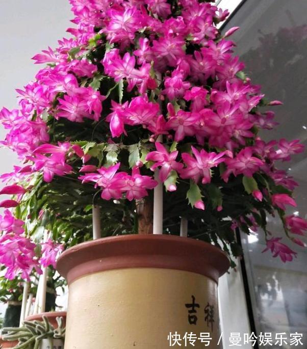 嫁接蟹爪兰该注意什么多了解3个问题,植株年年开成''花树''