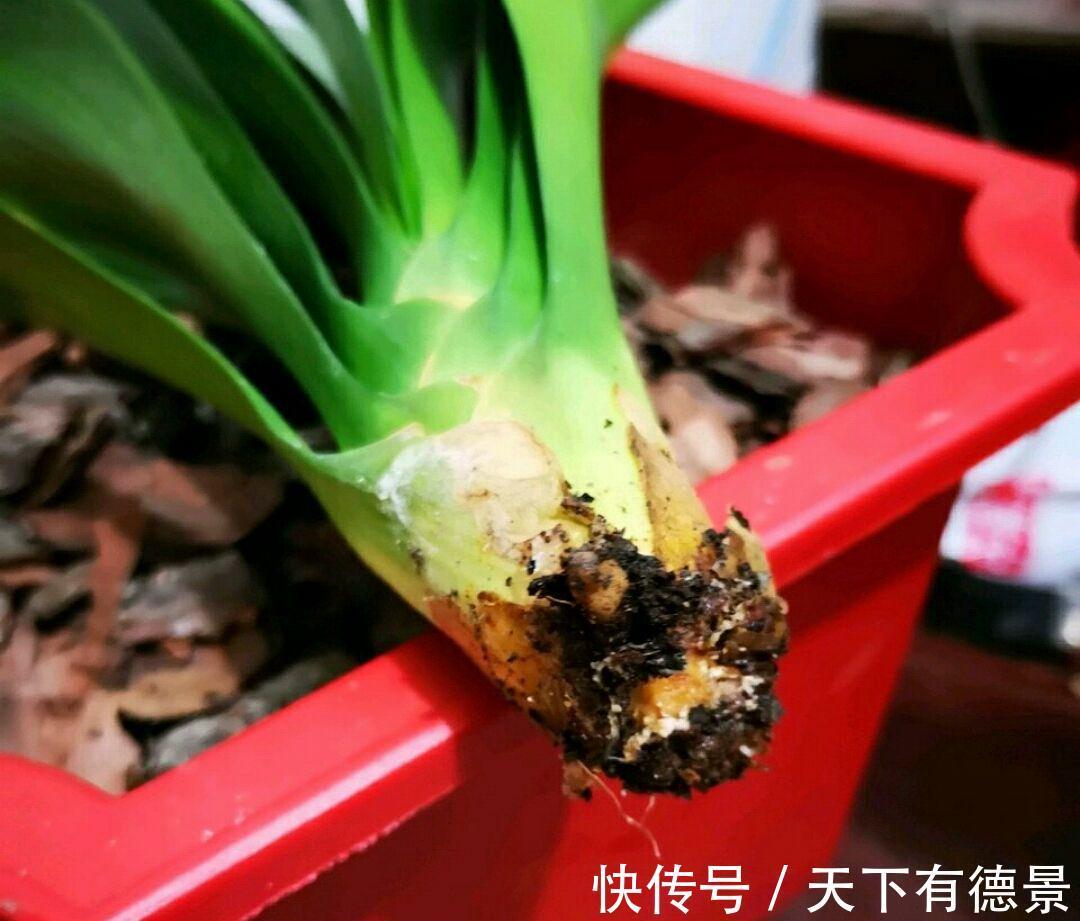 想要“养好”君子兰，建议改掉“3个坏习惯”，做对2件事