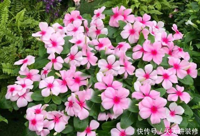 9种花开花植物,促花不能使用磷酸二氢钾,因为容易黄叶和僵苗